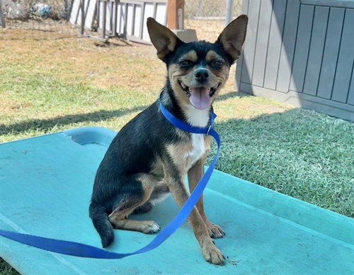 picture of the dog needing adoption