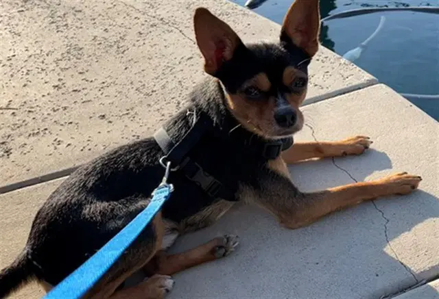 Jerry - Chihuahua