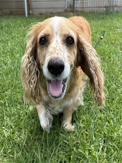 Med Waiver Trudy - Cocker Spaniel