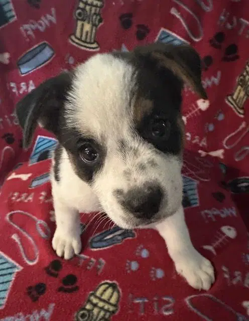 Bruce - Australian Shepherd