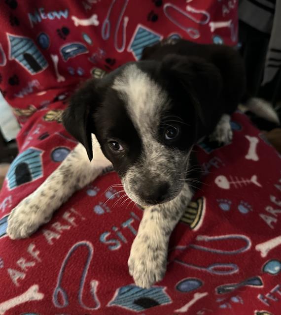 Harper