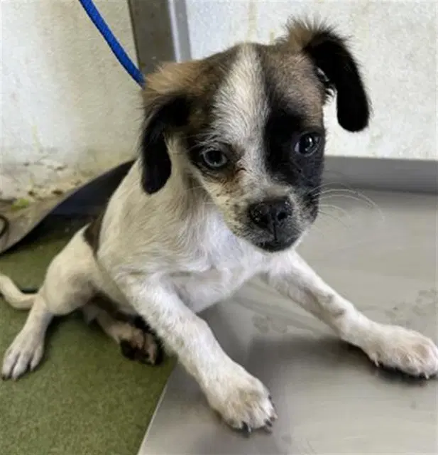 Med Adopt Azriel - Terrier