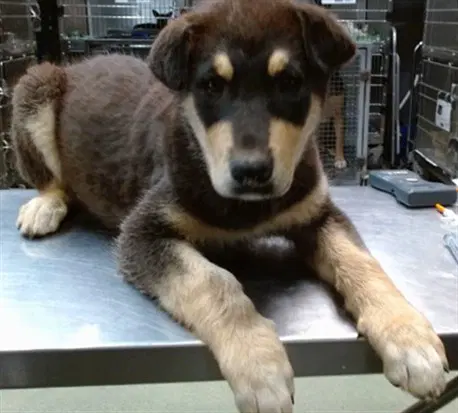 Honey - German Shepherd Dog