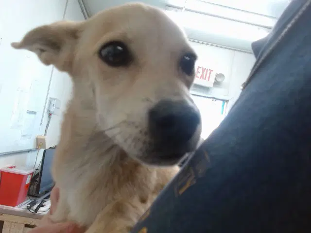 Cricket - Chihuahua
