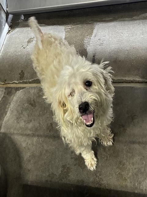 Med Adopt Rhonda