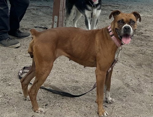 picture of the dog needing adoption