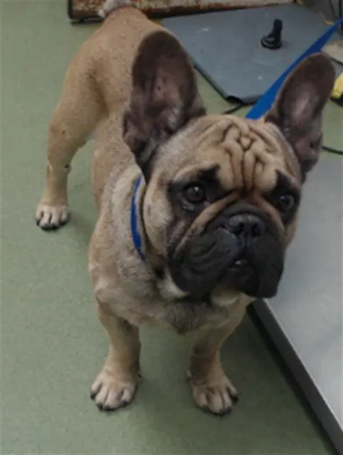 Jackson - French Bulldog