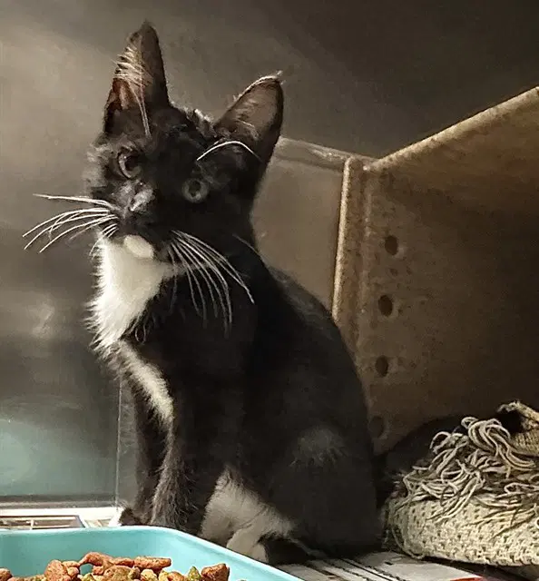 Sharpay - Domestic Short Hair