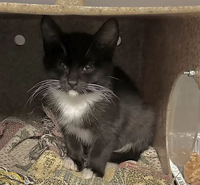 Ryan - Domestic Short Hair