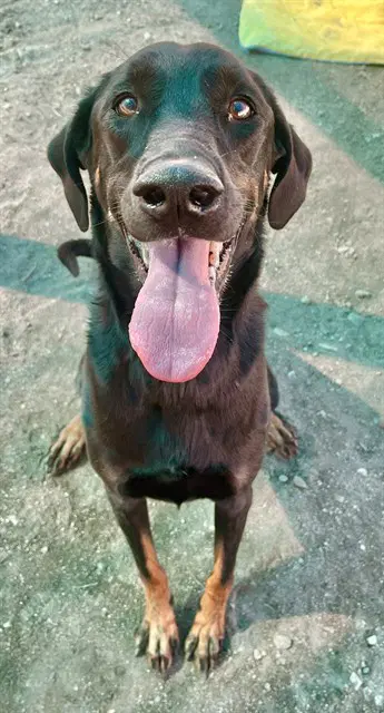 Lady - Doberman Pinscher