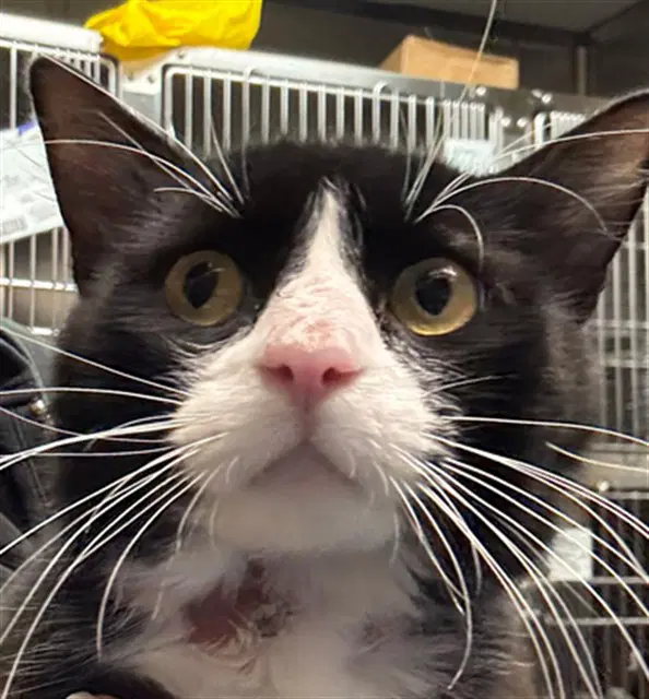 Med Waiver Mayko - Domestic Short Hair