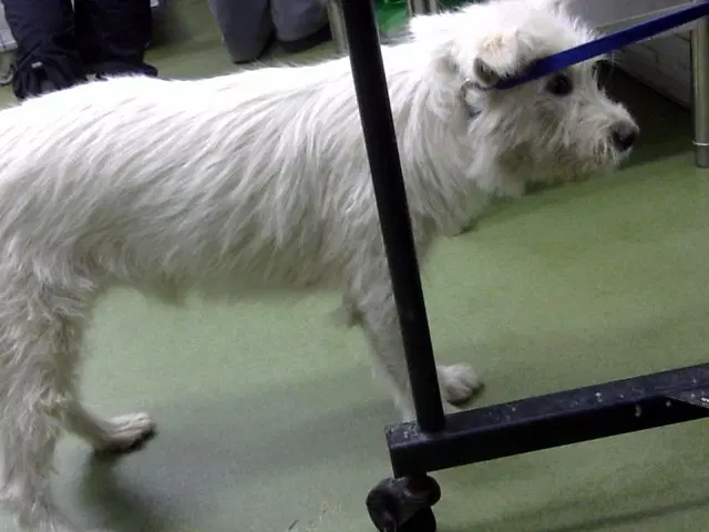 Lily - Terrier