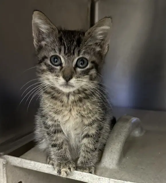 Med Waiver Frost - Domestic Short Hair