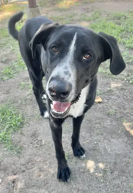 Med Waiver Oliver - Great Dane