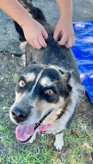 Meiko - Australian Shepherd