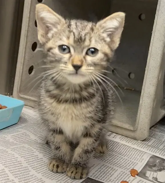 Med Waiver Lumi - Domestic Short Hair