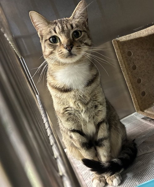 LUNA, a cat for adoption from Devore Animal Shelter