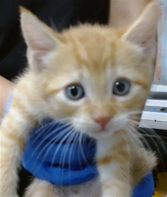 Hocus - Domestic Short Hair