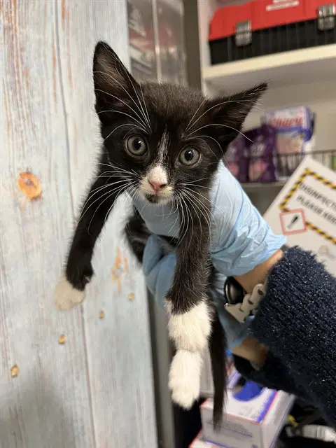 Aj - Domestic Short Hair
