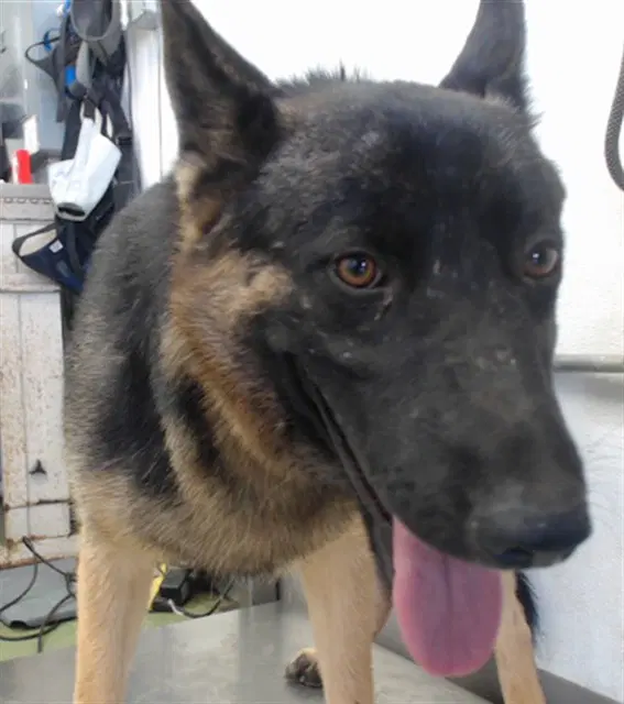 Mama Bella - Belgian Shepherd Malinois