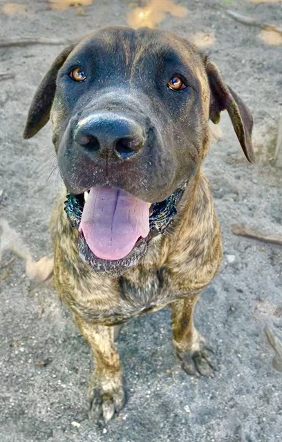 Diesel