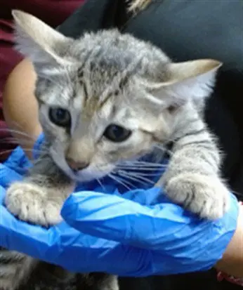 Vicky - Domestic Short Hair