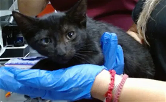 Kelvin - Domestic Short Hair