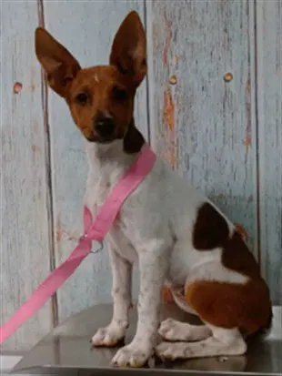 Star - Chihuahua