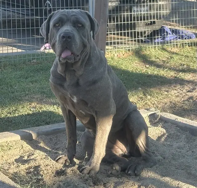 Gloria - Mastiff