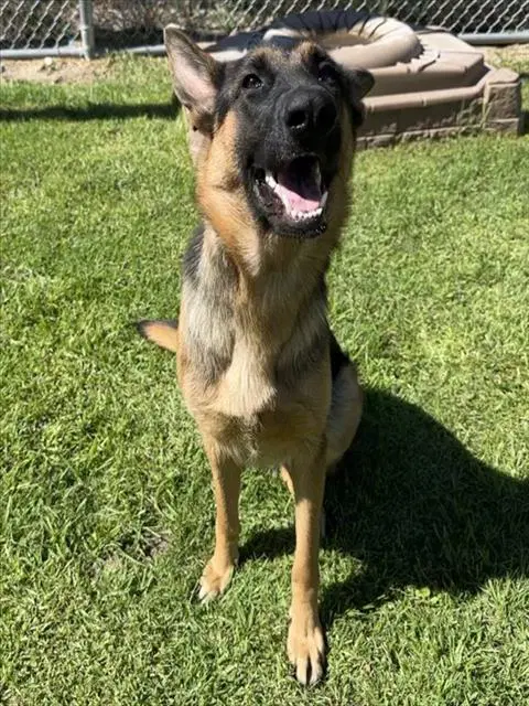 Dolly - German Shepherd Dog