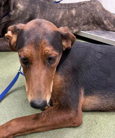 Kelvin - Doberman Pinscher