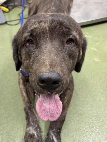 Bundy - Mastiff