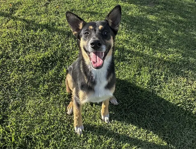 Ellie - German Shepherd Dog