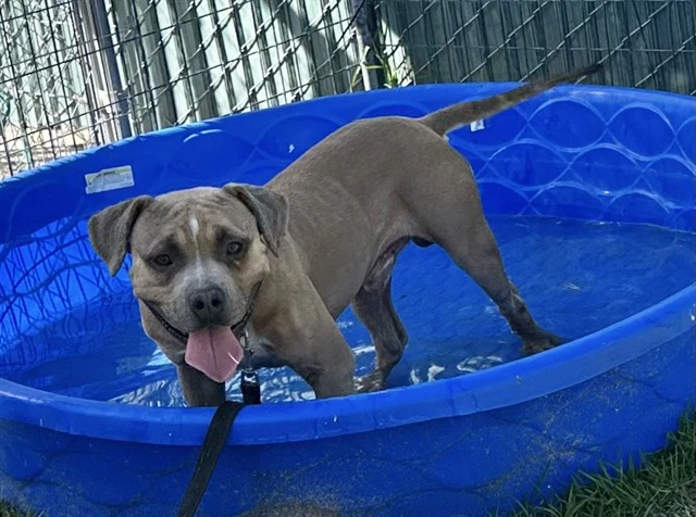Rex