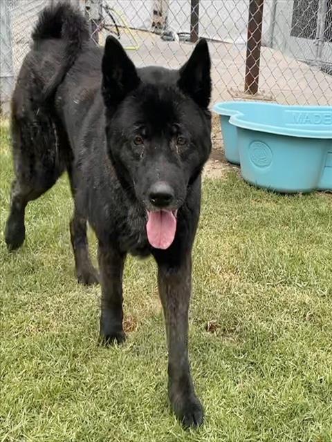 AKEELAH, a dog for adoption from Devore Animal Shelter