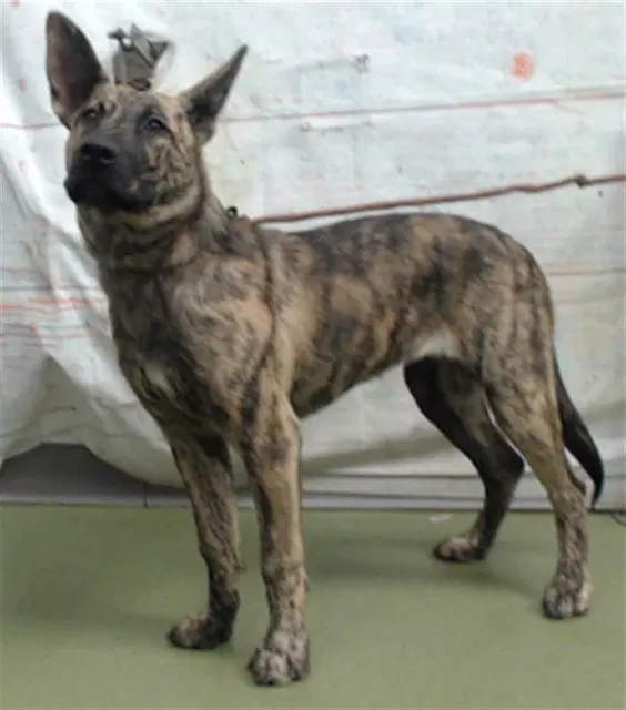 Myra - Dutch Shepherd