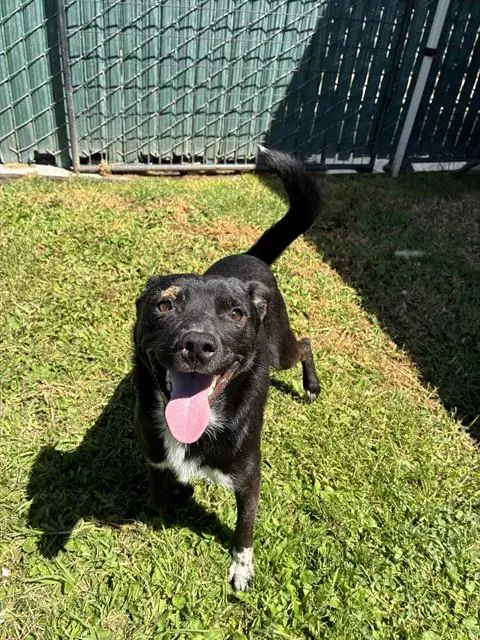 Beeper - Australian Kelpie