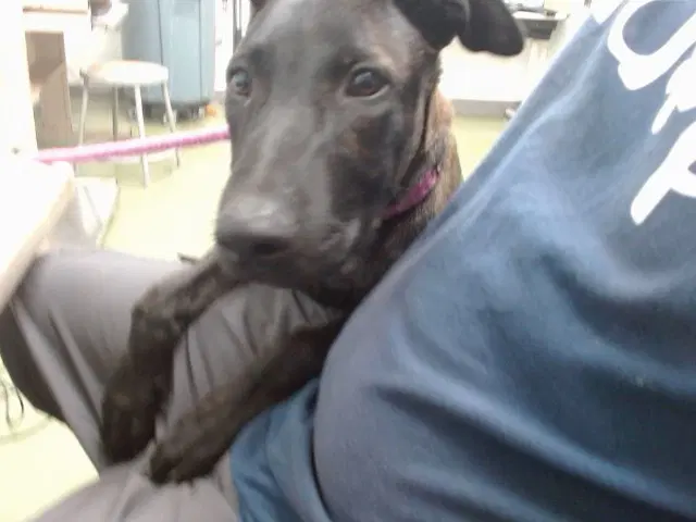 Yosemite - Dutch Shepherd