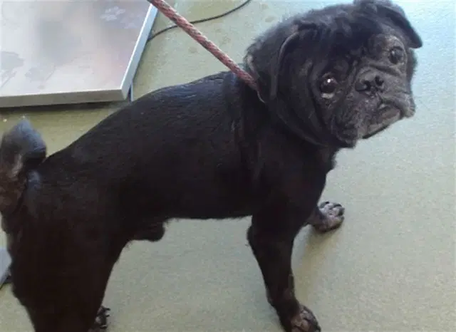 Arnie - Pug
