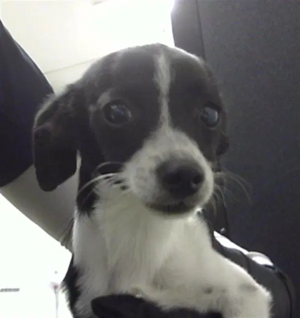 Finnick - Chihuahua