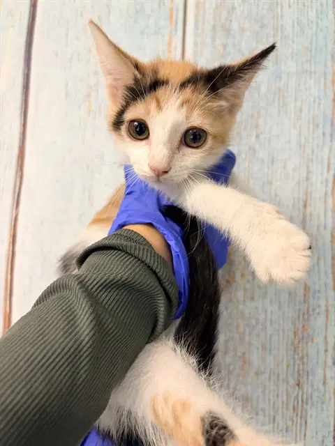 Smores - Domestic Short Hair