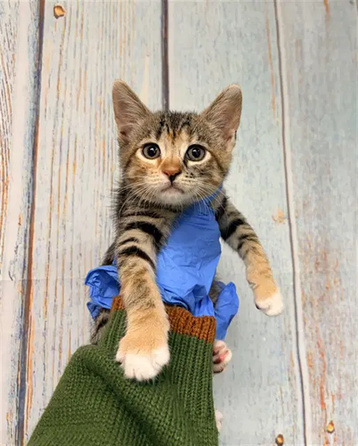 Haku - Domestic Short Hair
