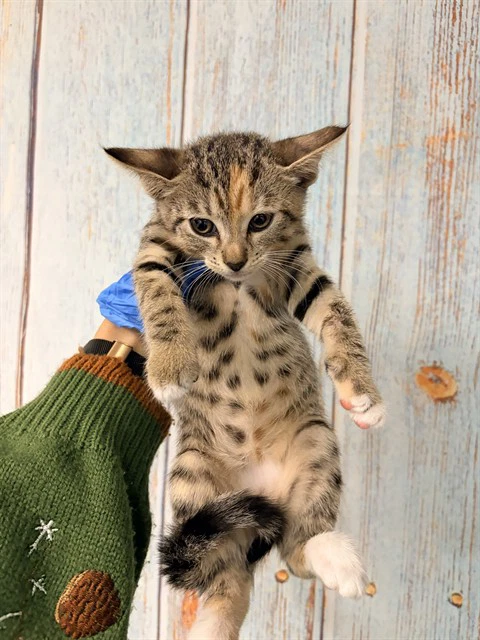 Kiki