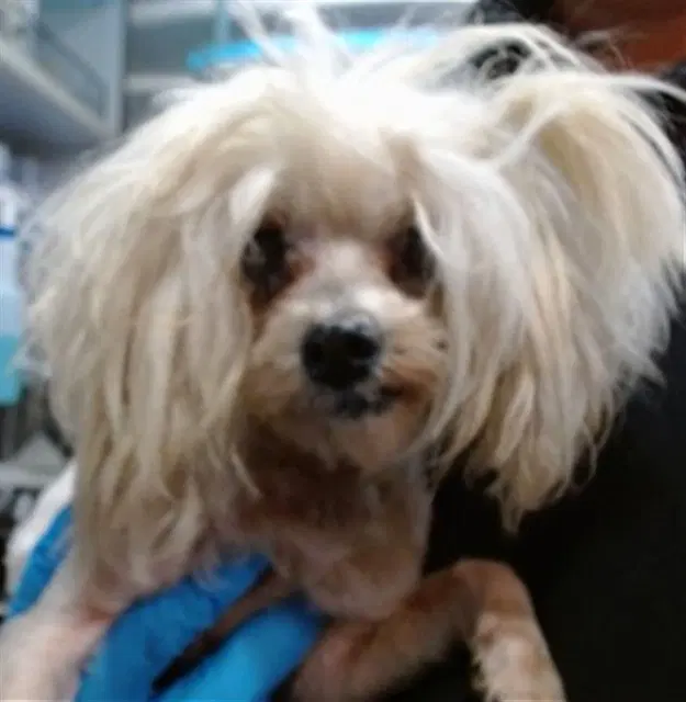 Valerie - Maltese