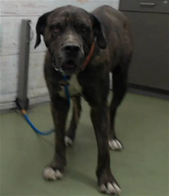 Cookie - Cane Corso Mastiff