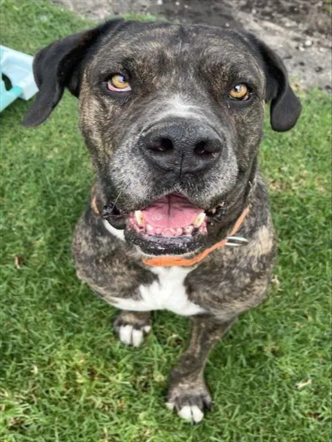 Cookie - Cane Corso Mastiff