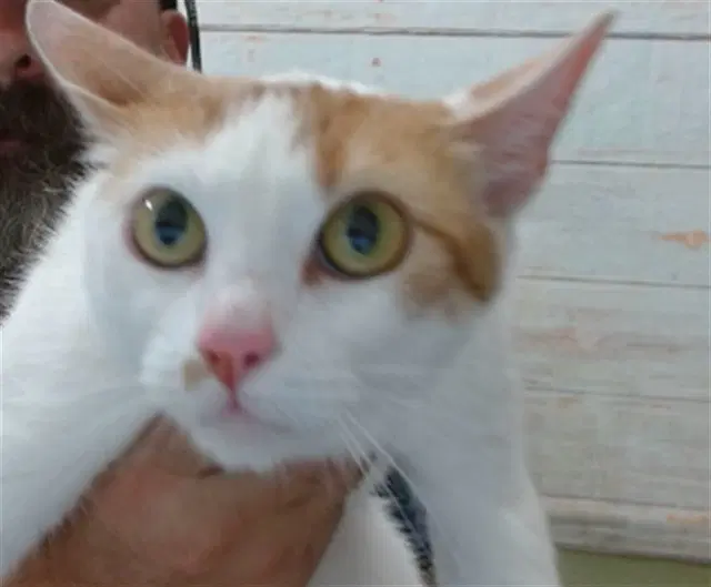 Lainey - Domestic Short Hair