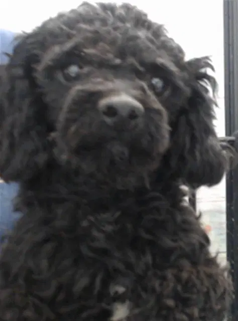 Donnie - Poodle (Miniature)