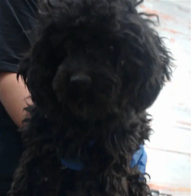 Mikey - Poodle (Miniature)
