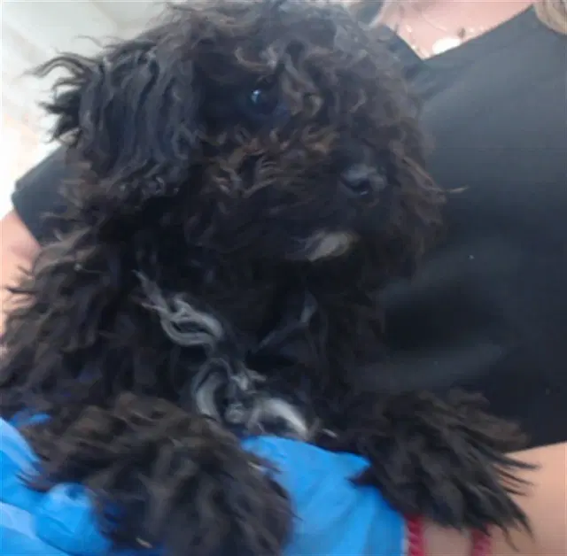 Jake - Poodle (Miniature)